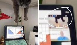 娱乐吃瓜酱小动物视频下载,小动物视频下载攻略，轻松捕获萌宠瞬间