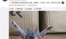 最新老鼠爆料新闻报道内容,揭秘娱乐圈惊人内幕