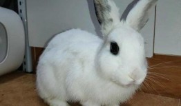 在线观看 兔兔,萌宠互动新体验