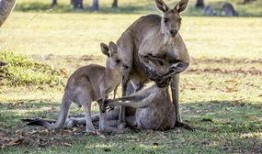 爆料袋鼠妈妈视频大全,温馨瞬间，见证成长