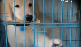 宠物打工人爆料视频播放,揭秘宠物行业幕后辛酸