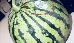 早期网红吃瓜,揭秘网络红人幕后故事