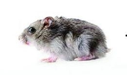 最新老鼠爆料新闻报道内容,揭秘娱乐圈惊人内幕