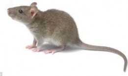 最新老鼠爆料新闻报道内容,揭秘娱乐圈惊人内幕