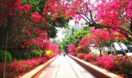 厦门野草莓爆料视频,网友爆料视频引关注