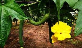 加拿大丝瓜爆料视频在线观看,揭秘真实幕后故事