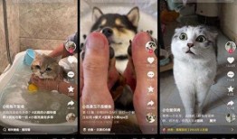 宠物打工人爆料视频播放,揭秘宠物行业幕后辛酸