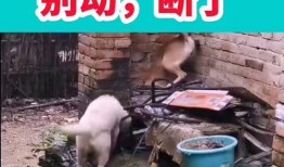 搞笑最新爆料视频大全,笑到肚子疼！