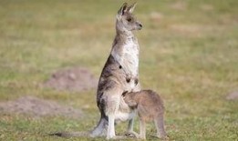 爆料袋鼠妈妈视频大全,温馨瞬间，见证成长