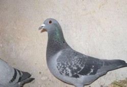 网红吃瓜鸽子视频在线观看,现场直播引网友热议