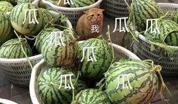 娱乐吃瓜头像,吃瓜群众眼中的明星幕后故事