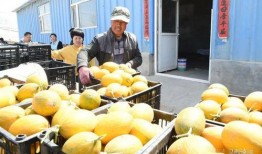 早期网红吃瓜,揭秘网络红人幕后故事