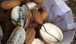 网红野果八月瓜怎么吃,网红野果的多样食法探索